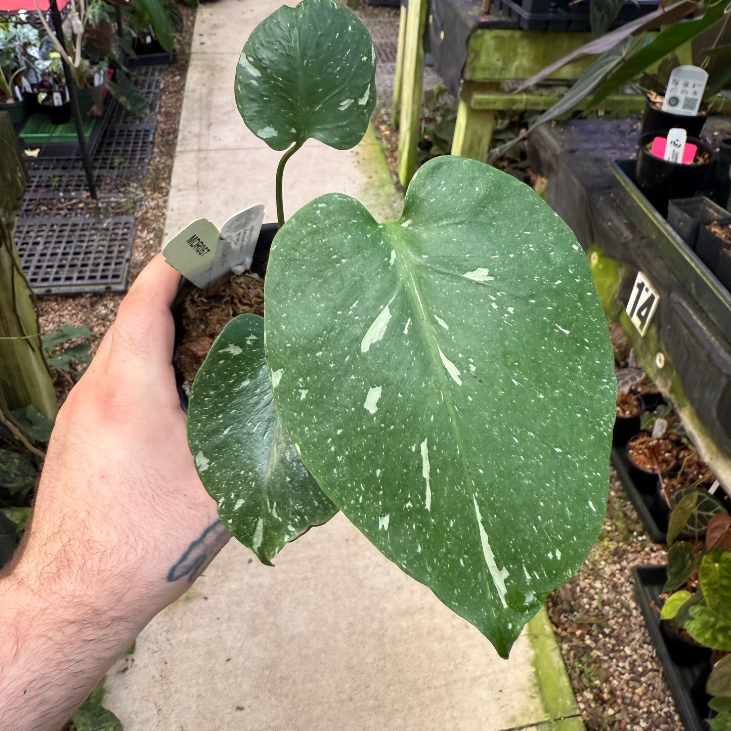 [MDR057] Monstera 'Fishbone'