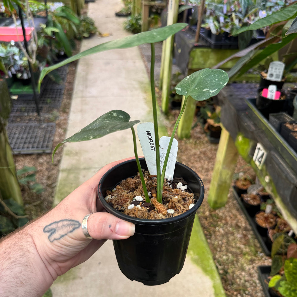 
                      
                        [MDR057] Monstera 'Fishbone'
                      
                    