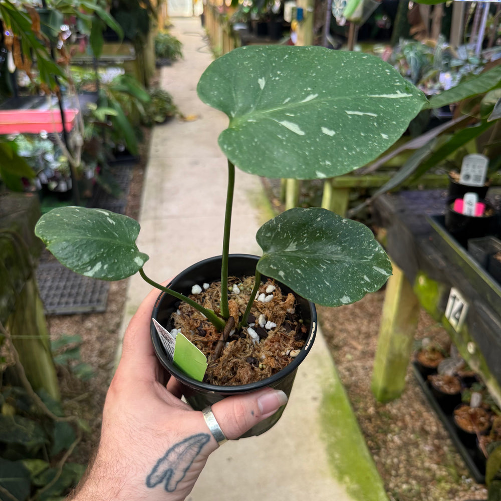 [MDR057] Monstera 'Fishbone'