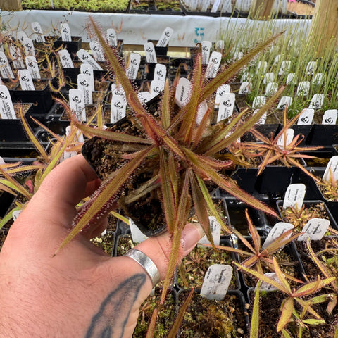 Drosera adelae rosette with long slender red-tinged leaves held by a hand in a nursery setting