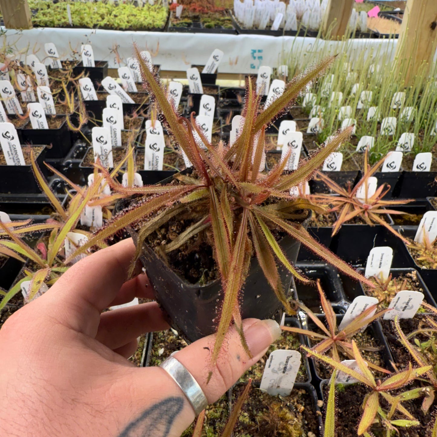 Drosera adelae