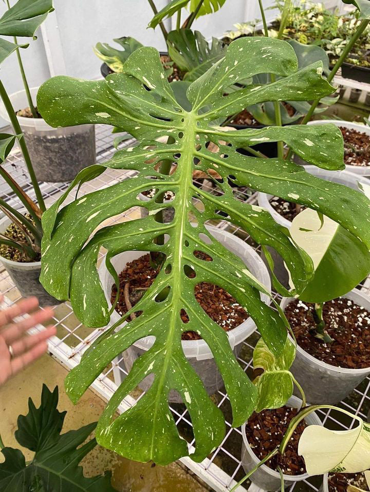 [MDR057] Monstera 'Fishbone'