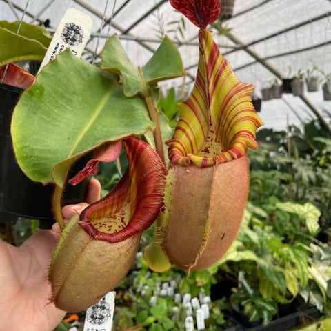 XXL Nepenthes veitchii Candy x Candy Yamada with striped yellow and red rims on tall pinkish pitchers held in a hand in a greenhouse.