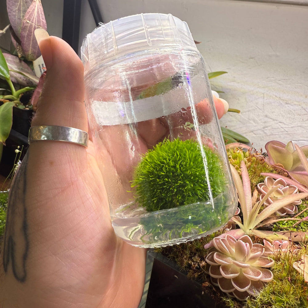 Utricularia graminifolia