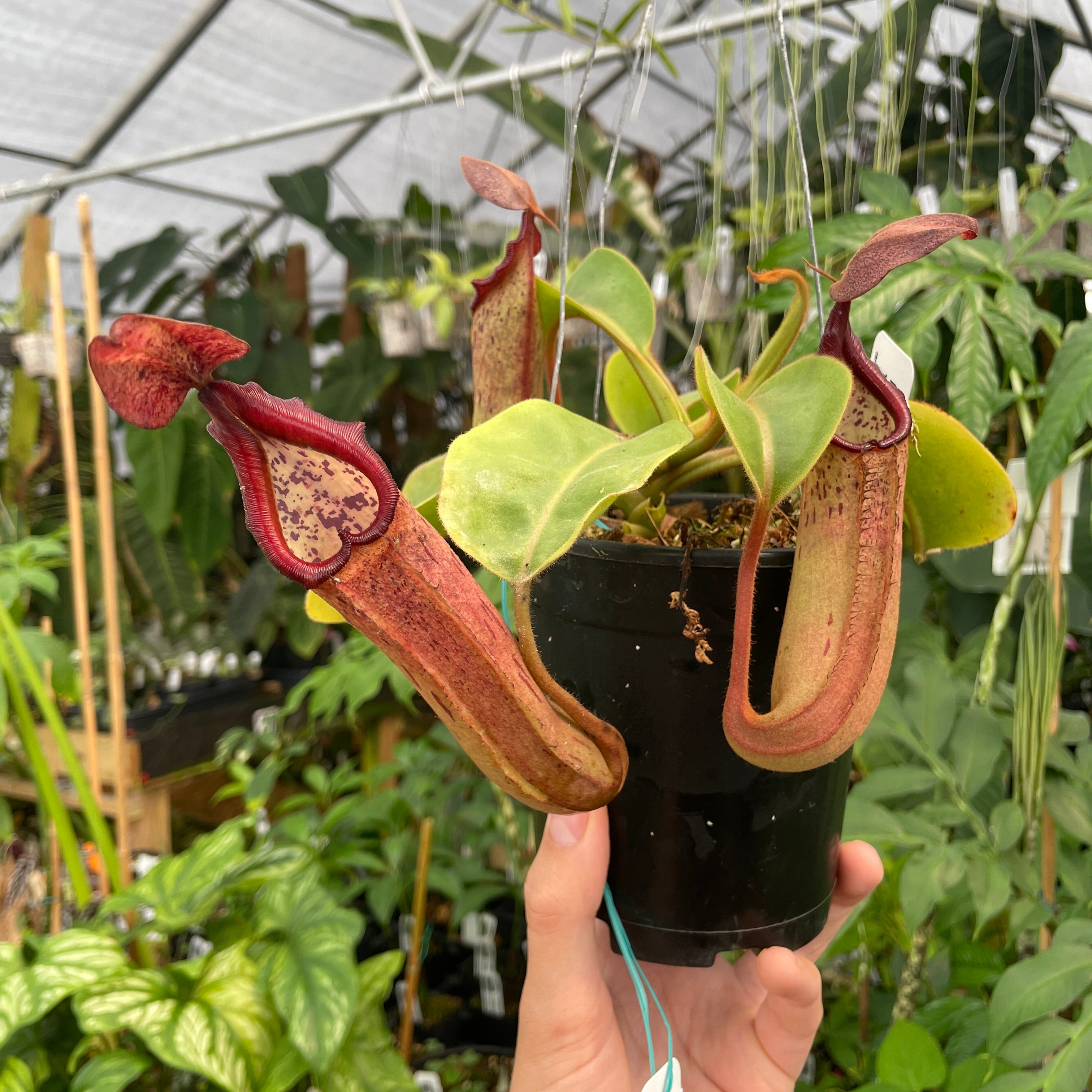 A286] Nepenthes truncata 