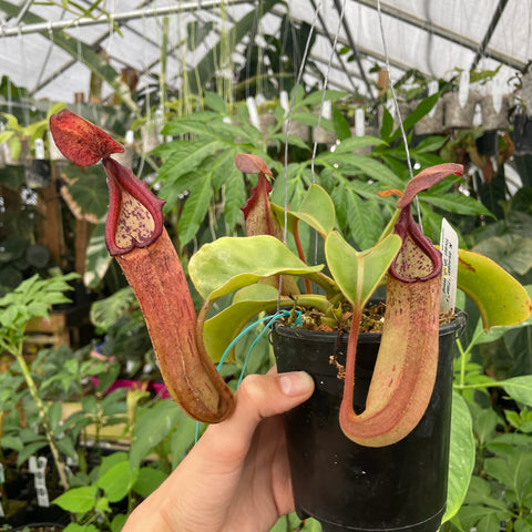 Nepenthes truncata Titan x tiveyi Geoff Wong with two long curved red pitchers in a black pot.