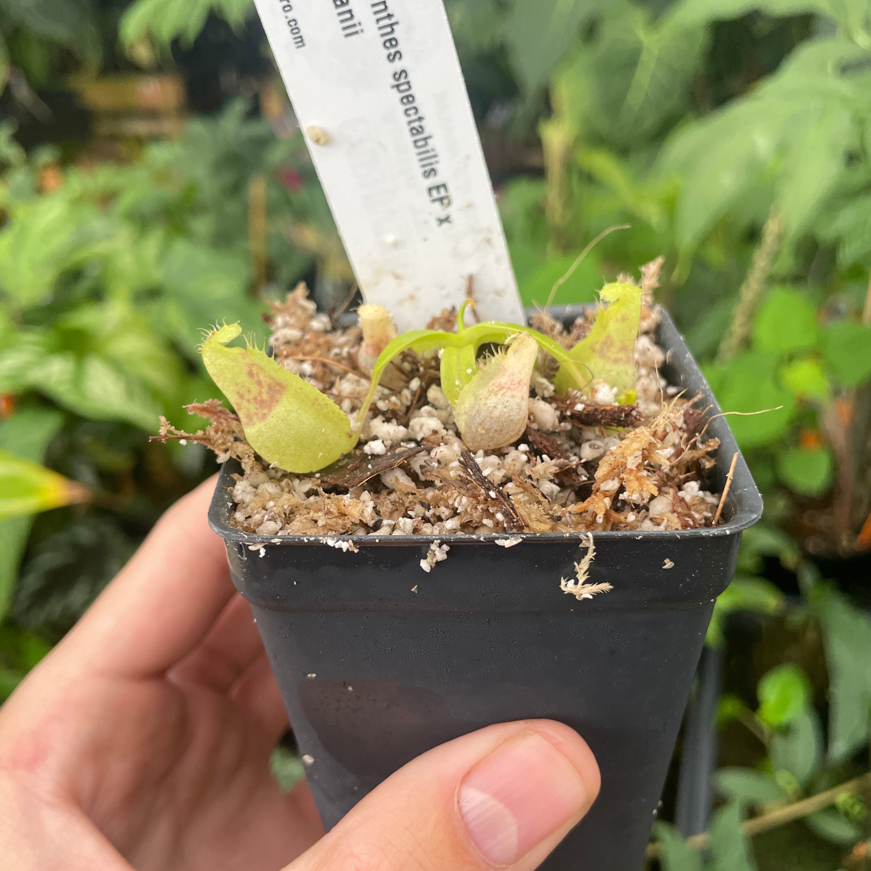 A288] Nepenthes spectabilis (EP) x adrianii (xs) – Carnivero