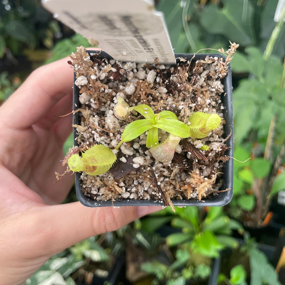 
                      
                        [A288] Nepenthes spectabilis (EP) x adrianii (xs)
                      
                    