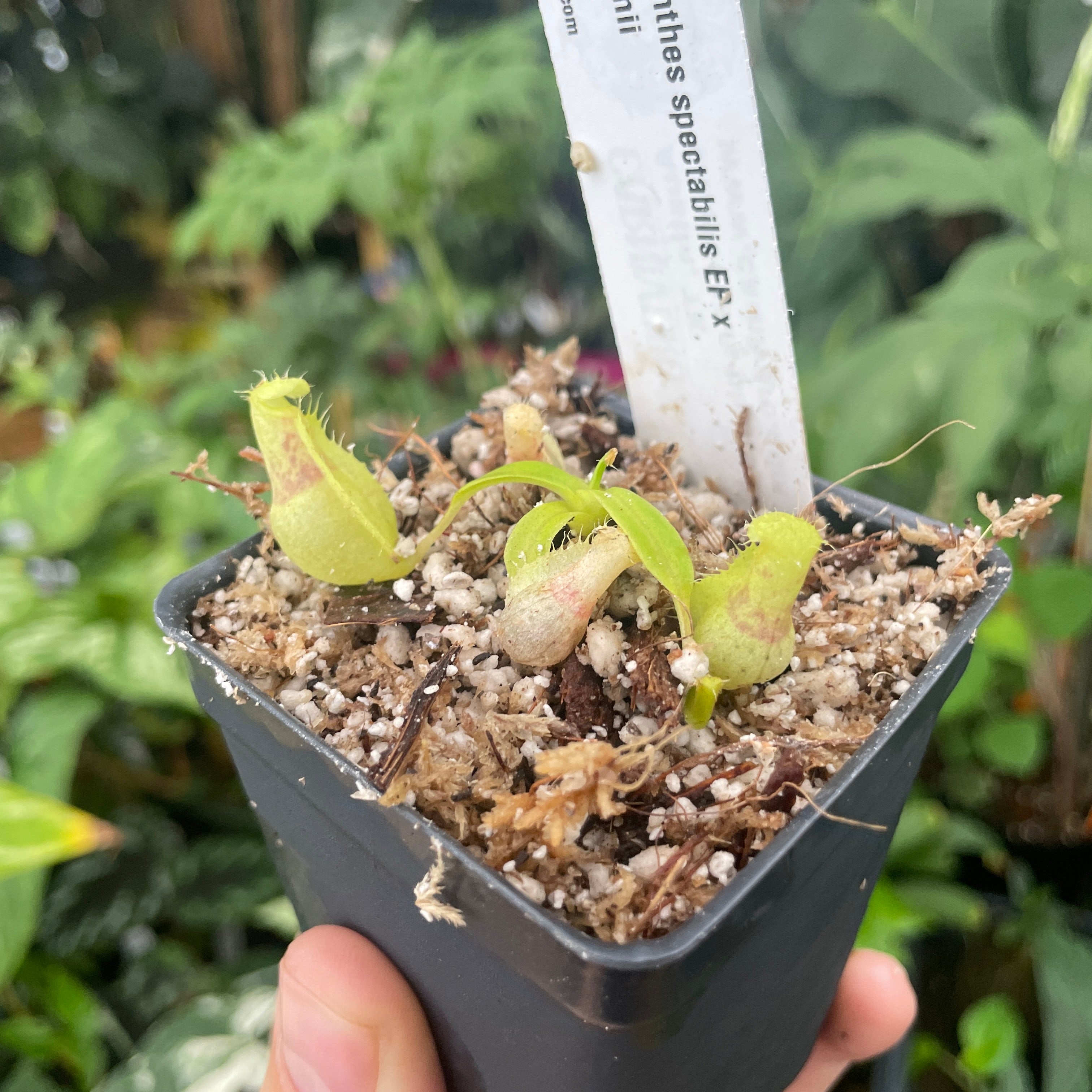 A288] Nepenthes spectabilis (EP) x adrianii (xs) – Carnivero