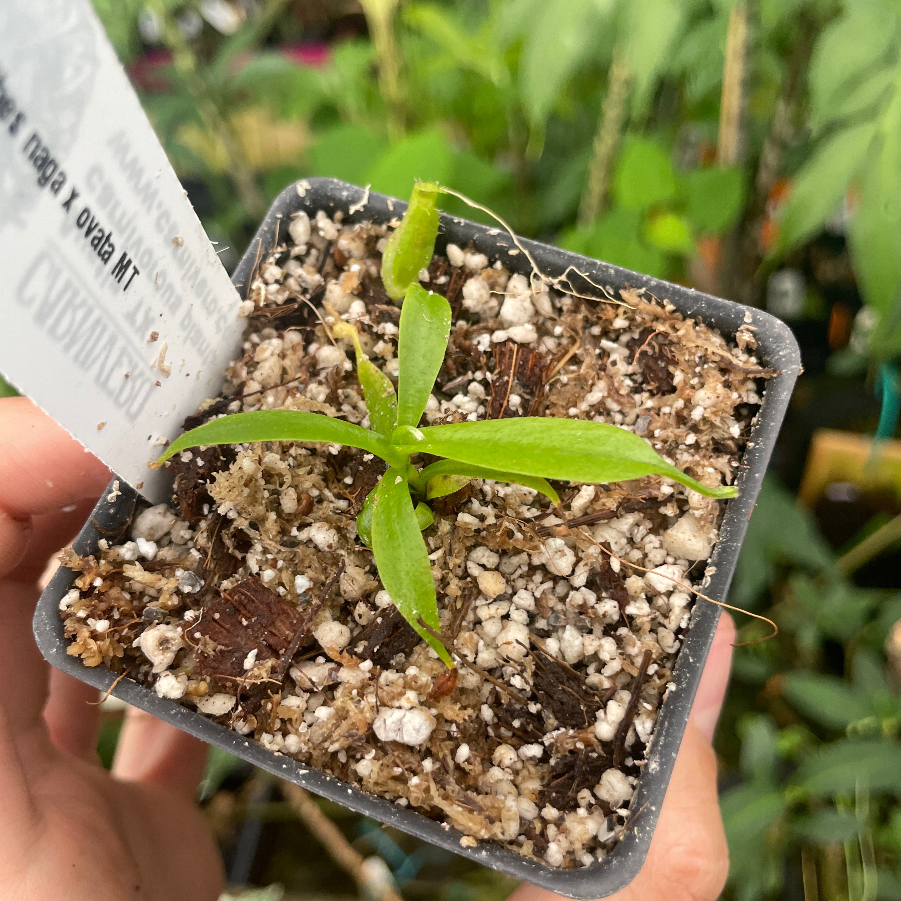 A289] Nepenthes naga x ovata MT (Xs) – Carnivero