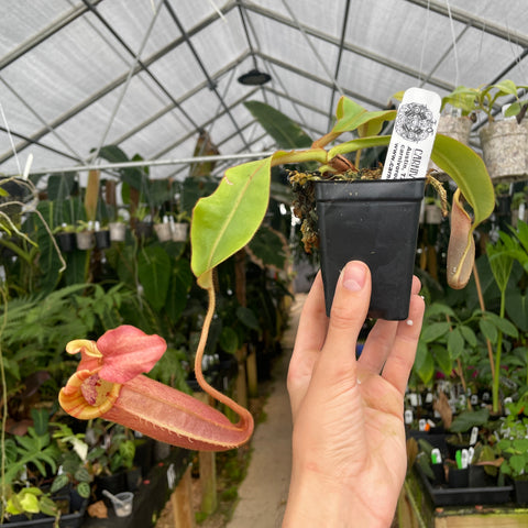 Unpotted Nepenthes veitchii Bareo CK plant with long pink pitcher held in a hand