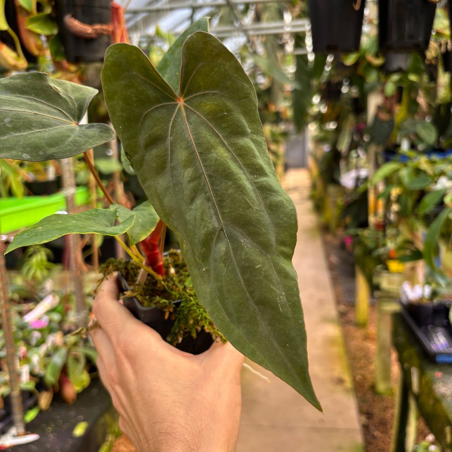 anthurium papillilaminum x dressleri A1075] Anthurium papillilaminum x dressleri, CAR-0985 – Carnivero