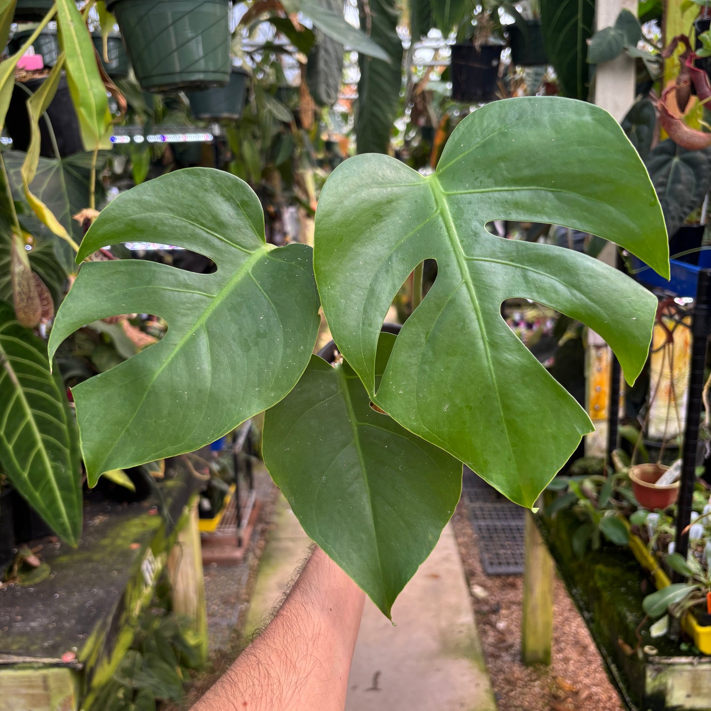 MDR200] Monstera deliciosa 'Compacta' (XL) – Carnivero