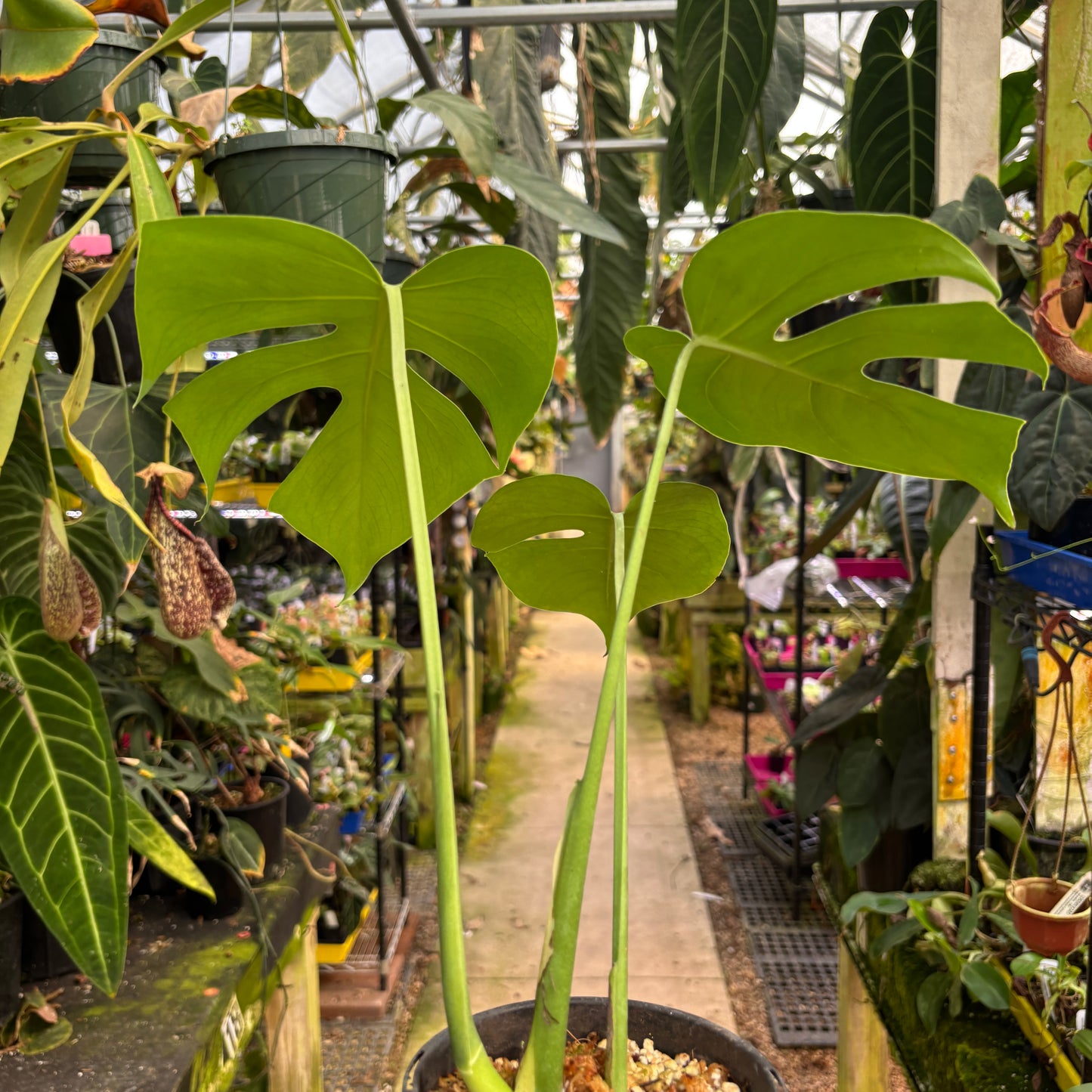 MDR200] Monstera deliciosa 'Compacta' (XL) – Carnivero