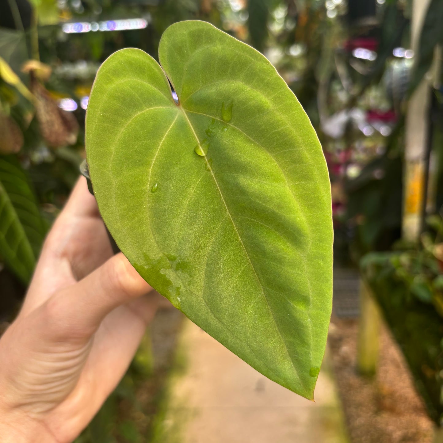anthurium papillilaminum x dressleri [MDR202] Anthurium papillilaminum x dressleri,(SC)