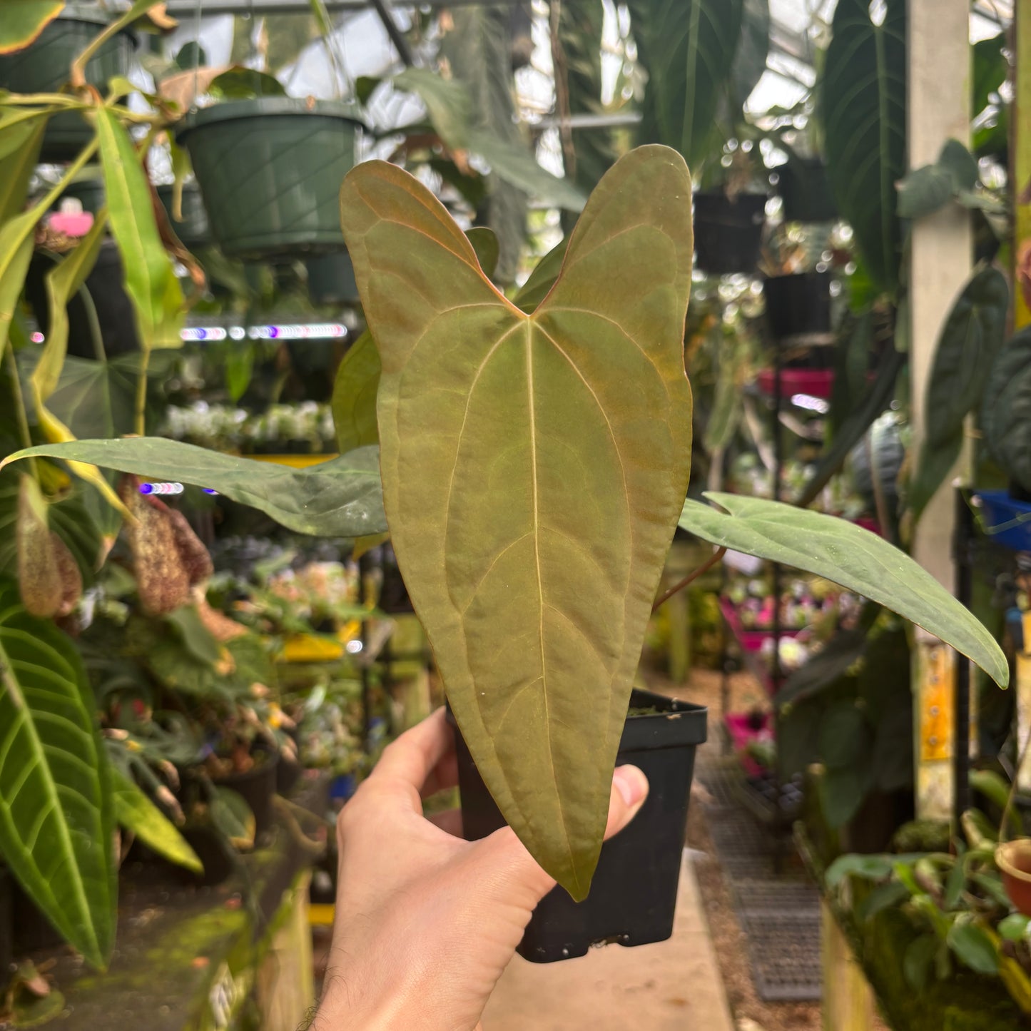 MDR203] Anthurium papillilaminum RA6 x self – Carnivero