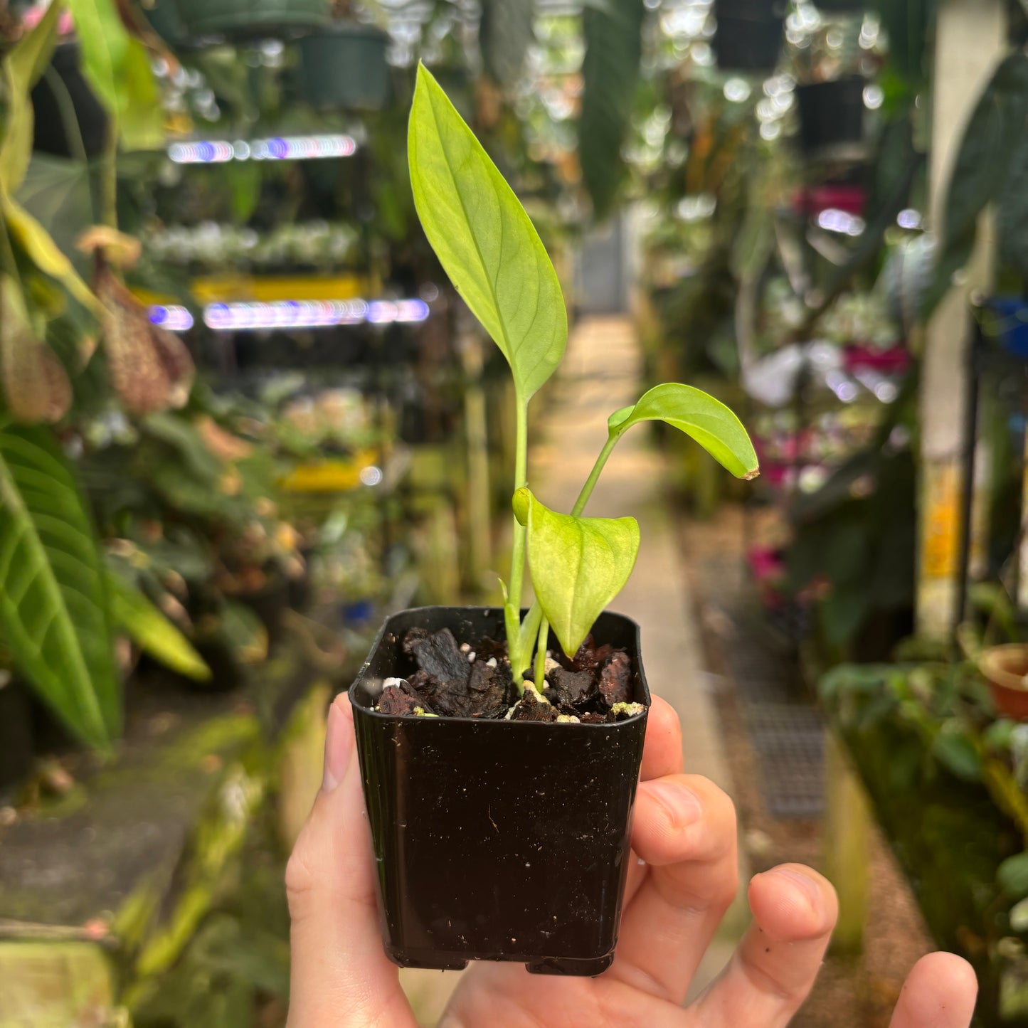 [MDR204] Monstera gracilis (xs)