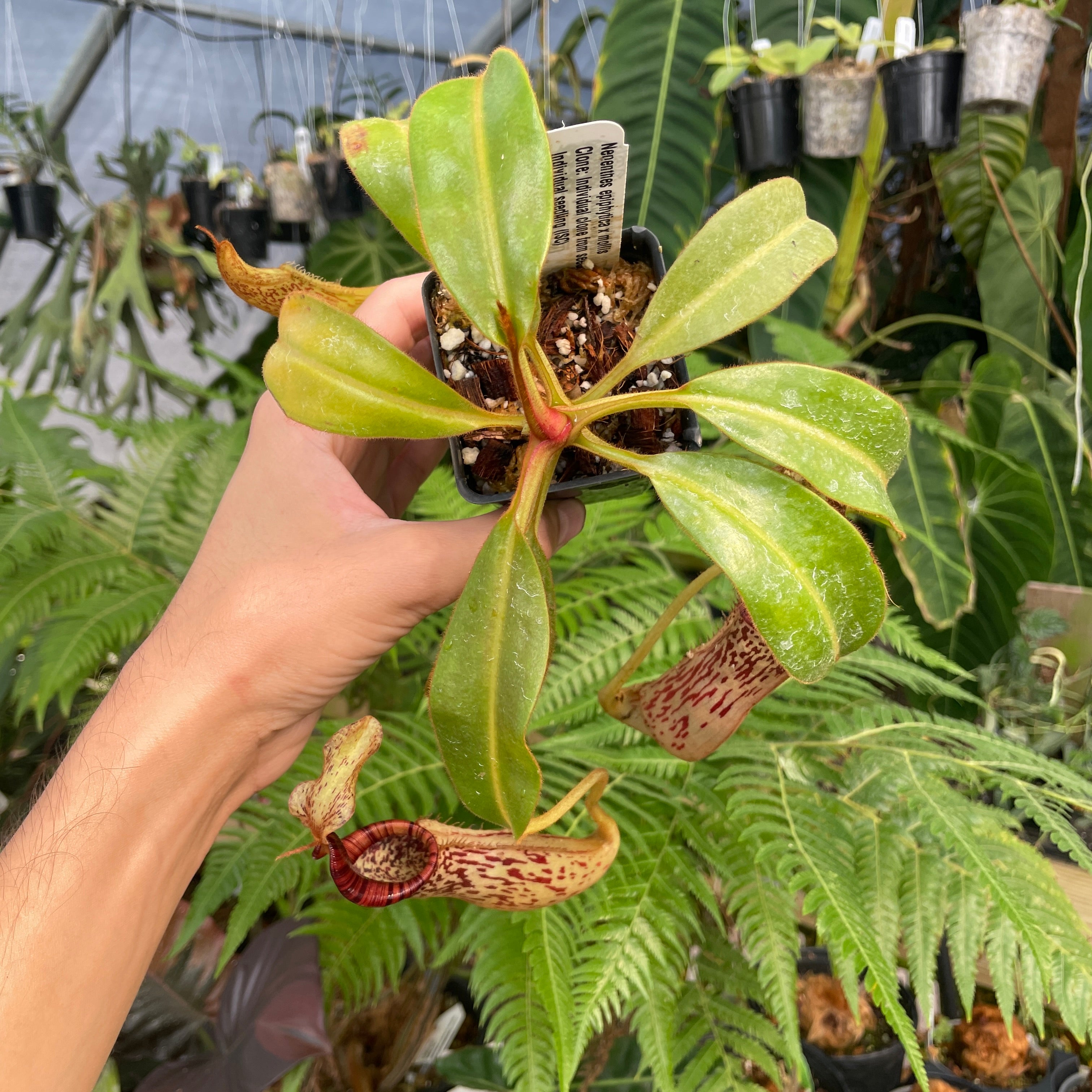 A296] Nepenthes epiphytica x mollis (L, unpotted) – Carnivero