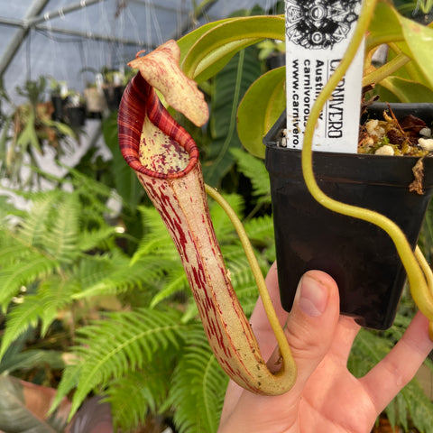 Nepenthes epiphytica x mollis pitcher close up long curved beige tube with red speckles and dark red rim.