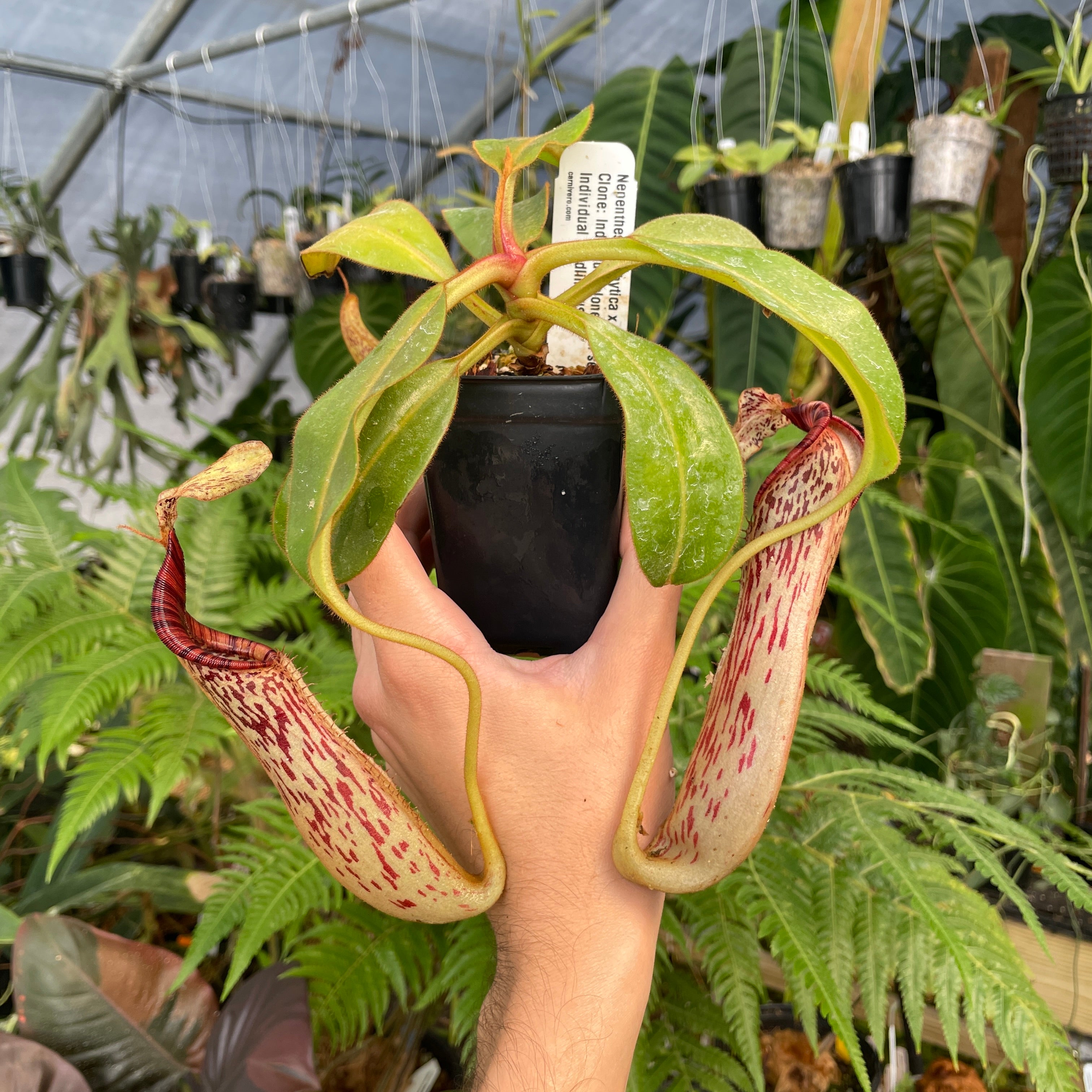 A296] Nepenthes epiphytica x mollis (L, unpotted) – Carnivero