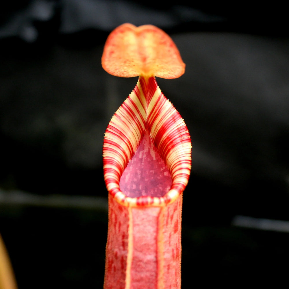 
                      
                        Nepenthes (veitchii x lowii) x robcantleyi, BE-3841
                      
                    