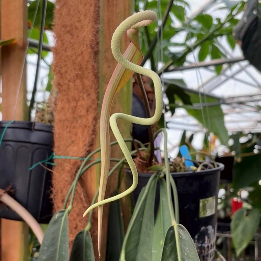 
                      
                        Anthurium wendlingeri, CAR-0837
                      
                    