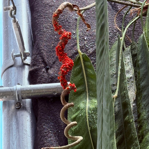 Anthurium wendlingeri inflorescence with bright red curved cluster along a twisting stem beside glossy green leaves