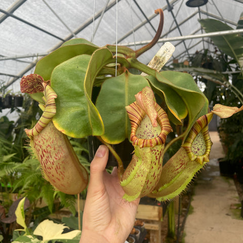 Nepenthes veitchii Big Mama x platychila white hybrid with pale green striped pitchers and speckled interiors