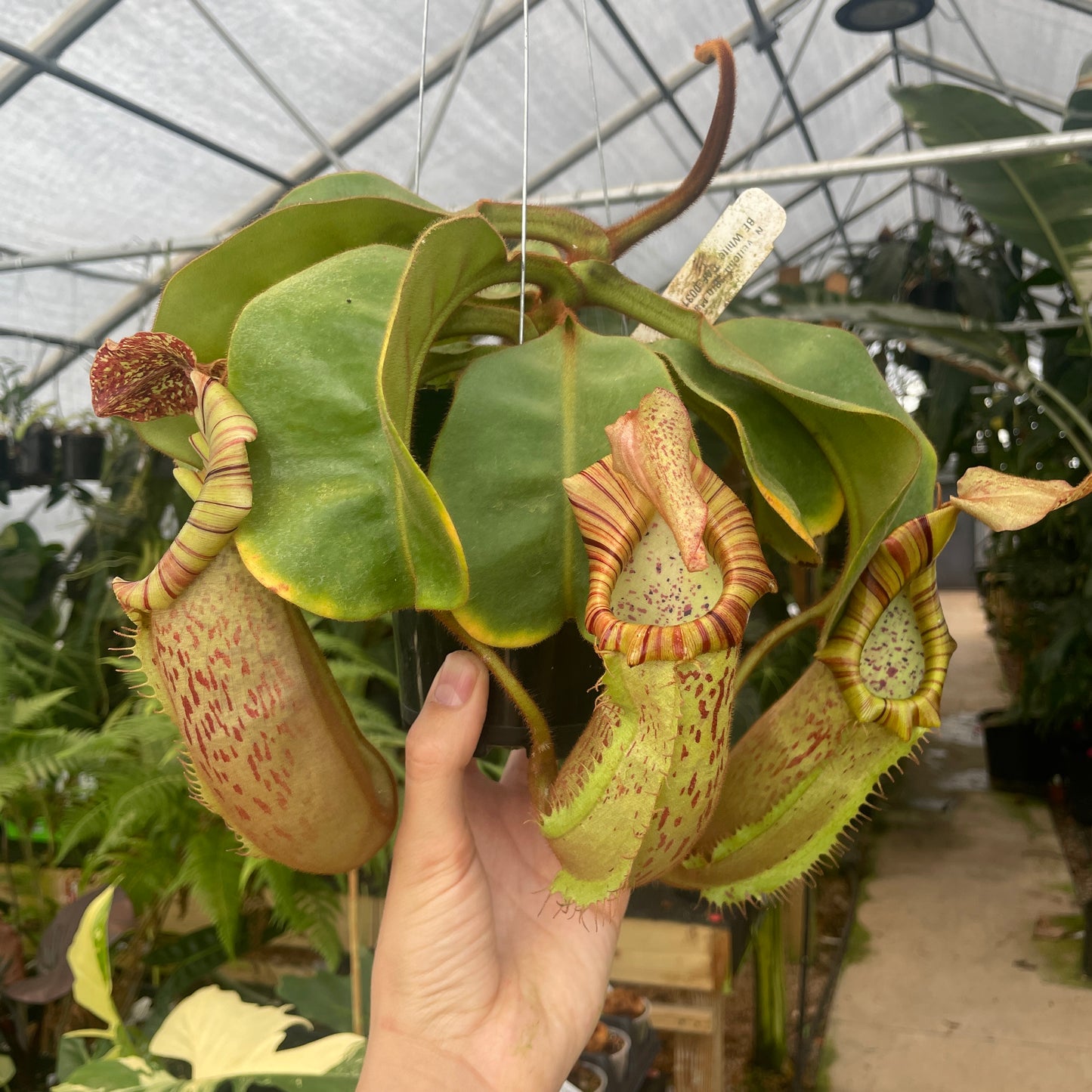 [A302] Nepenthes veitchii "Big Mama" x platychila "white", CAR-0031