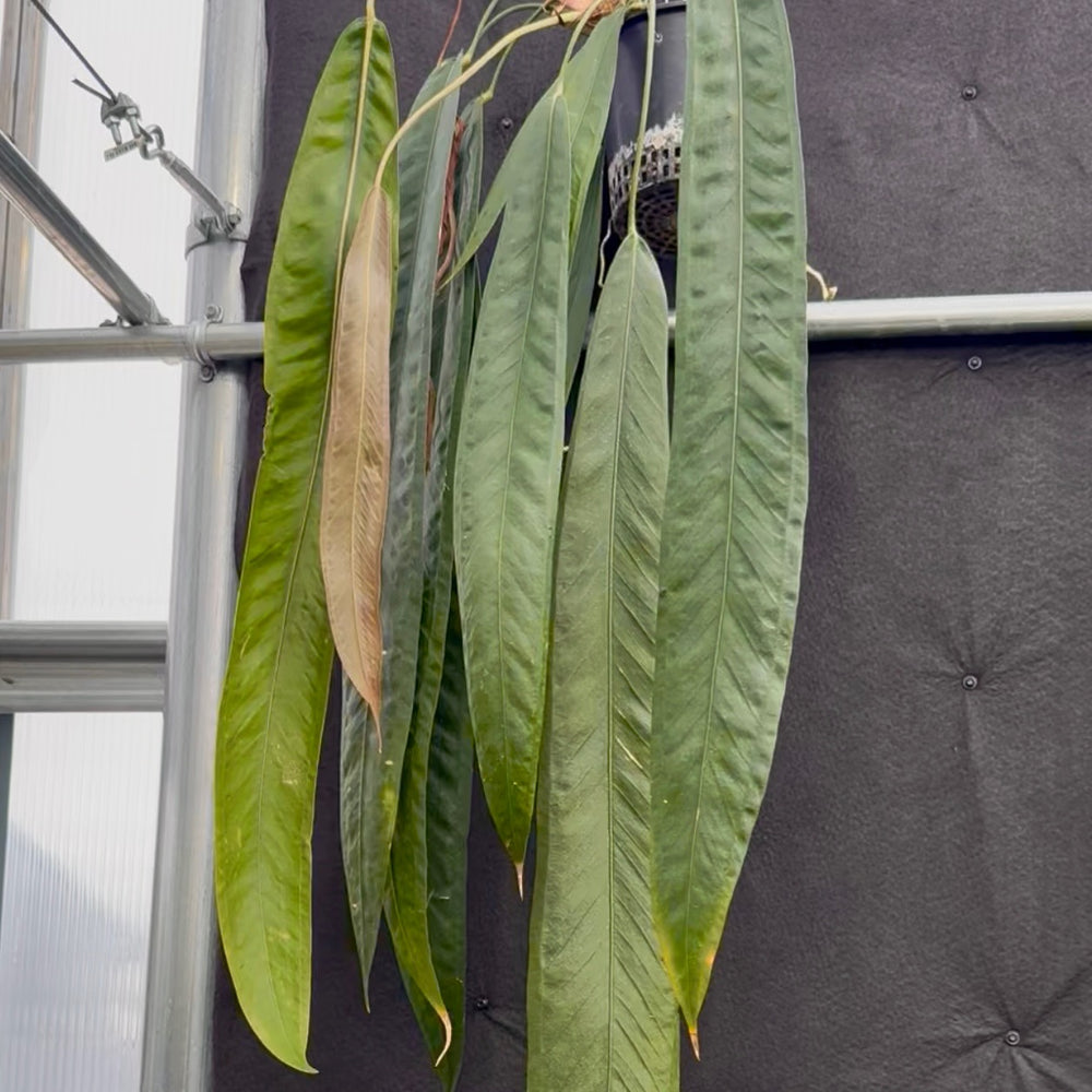 Anthurium wendlingeri, CAR-0837