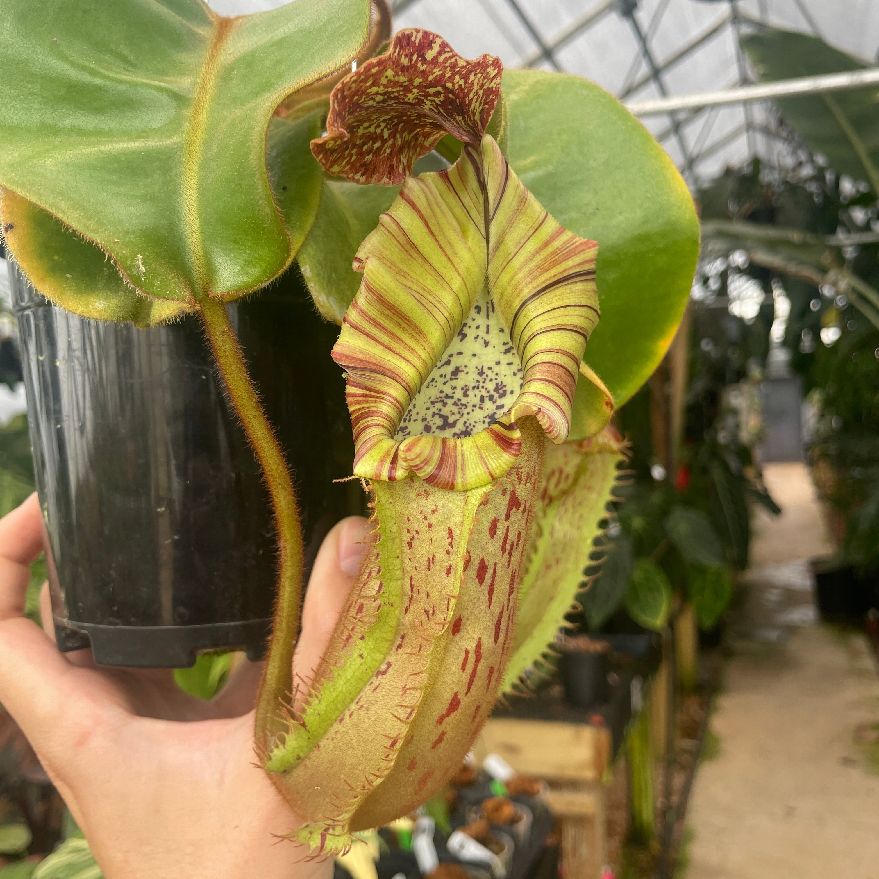 A302] Nepenthes veitchii 