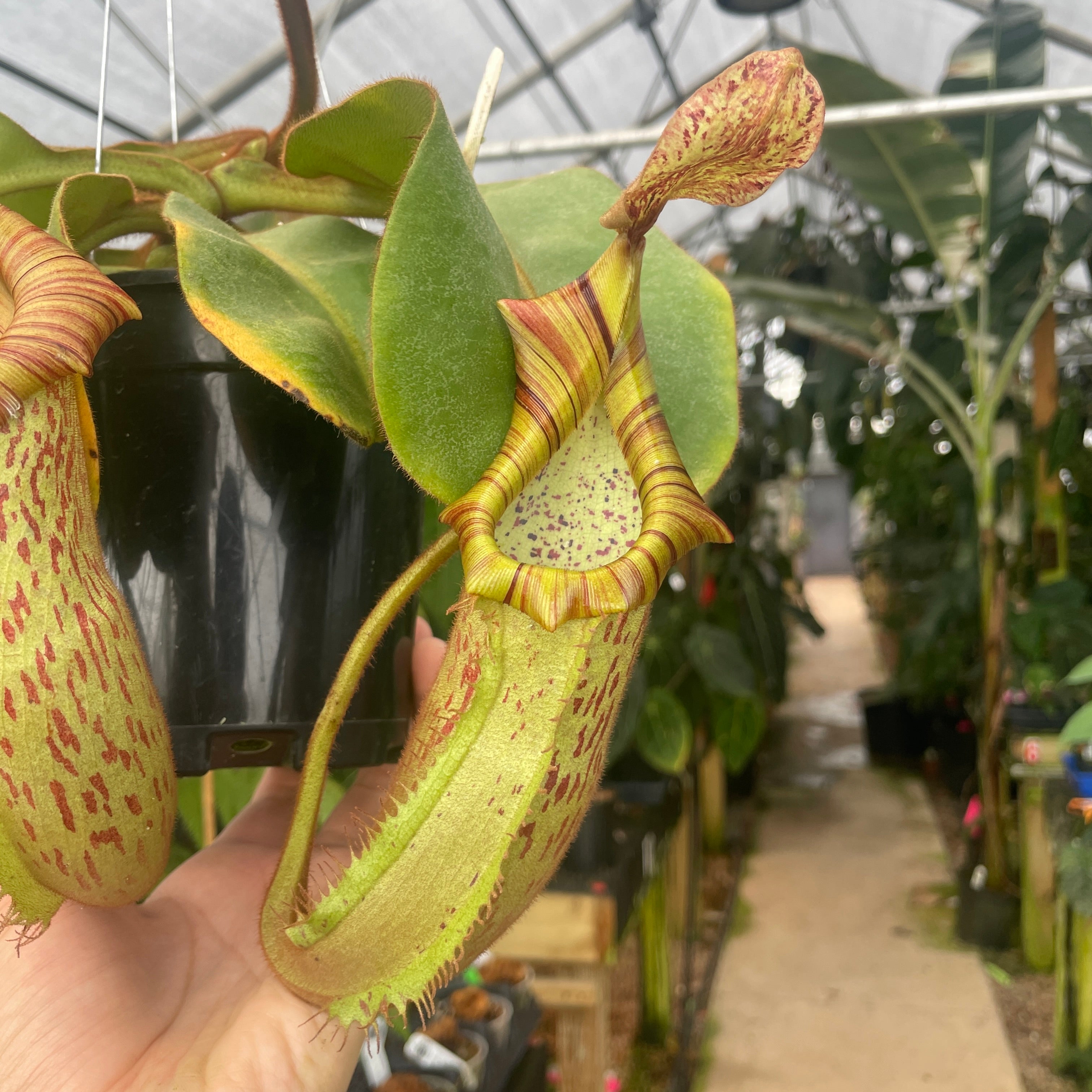A302] Nepenthes veitchii 