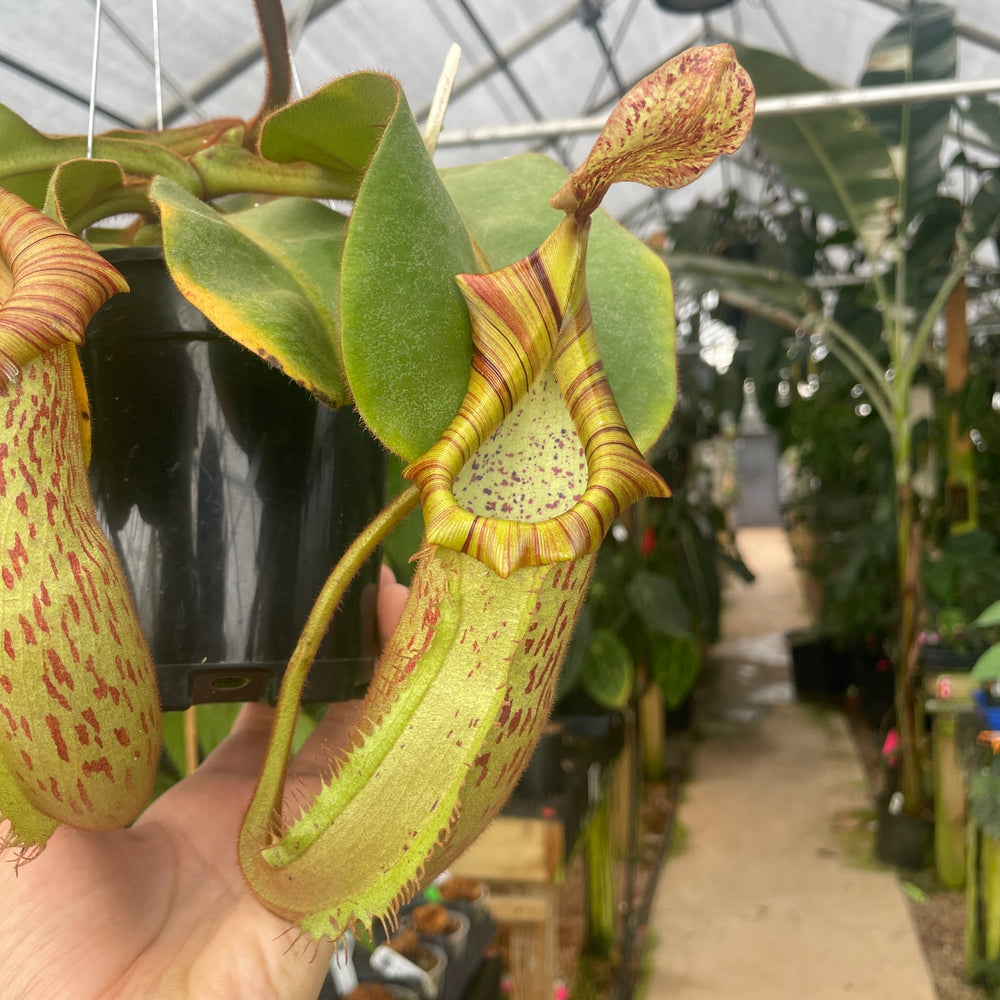 
                      
                        [A302] Nepenthes veitchii "Big Mama" x platychila "white", CAR-0031
                      
                    