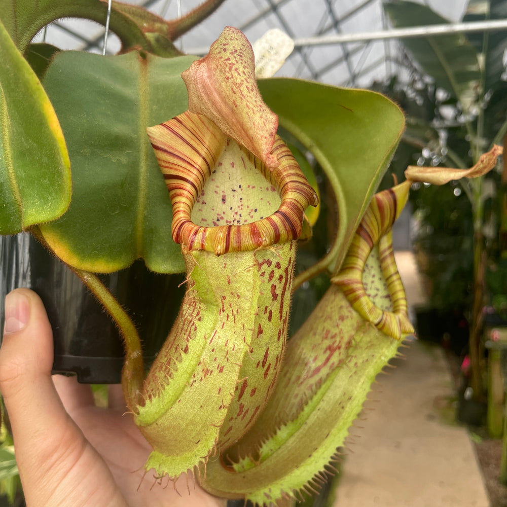 
                      
                        [A302] Nepenthes veitchii "Big Mama" x platychila "white", CAR-0031
                      
                    