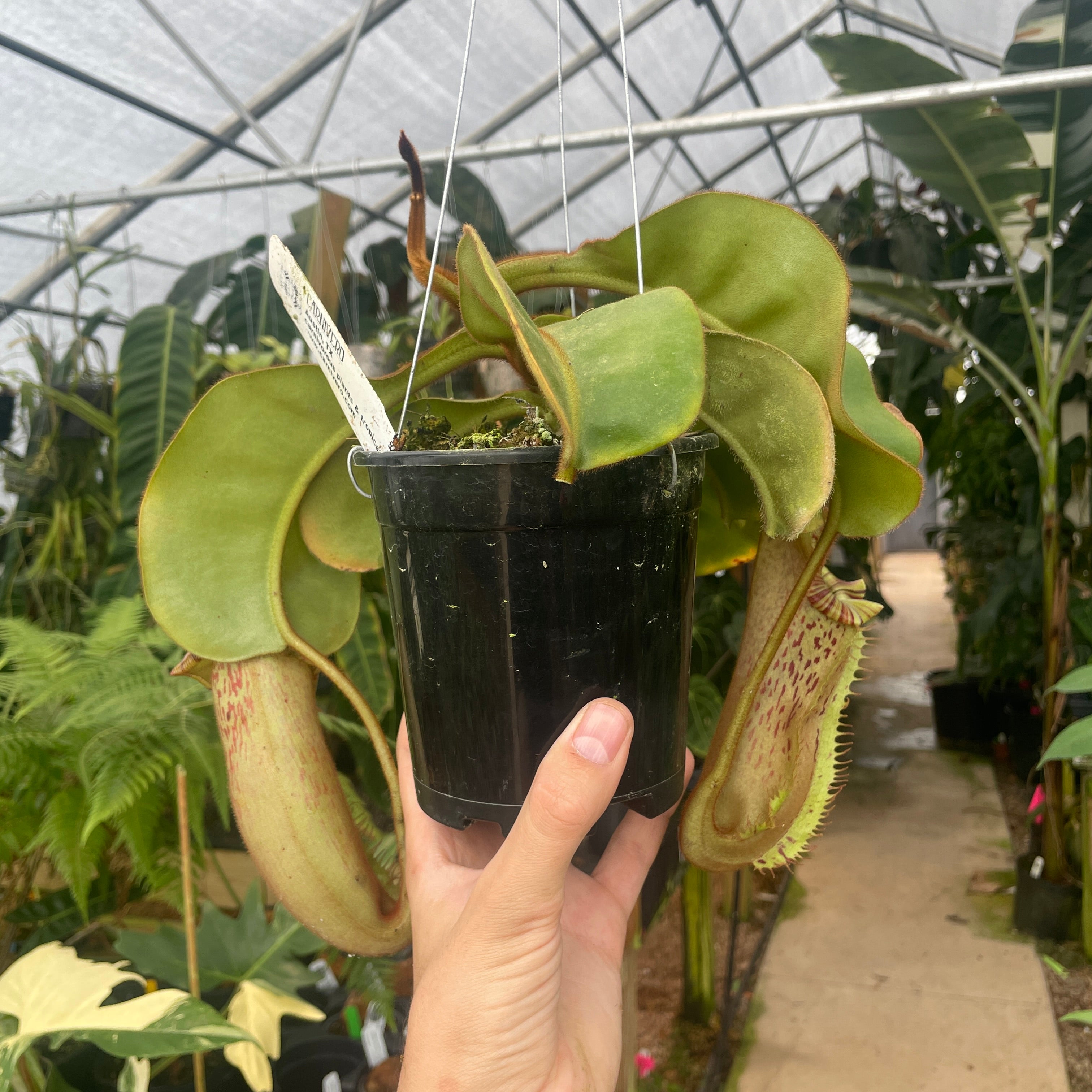 A302] Nepenthes veitchii 