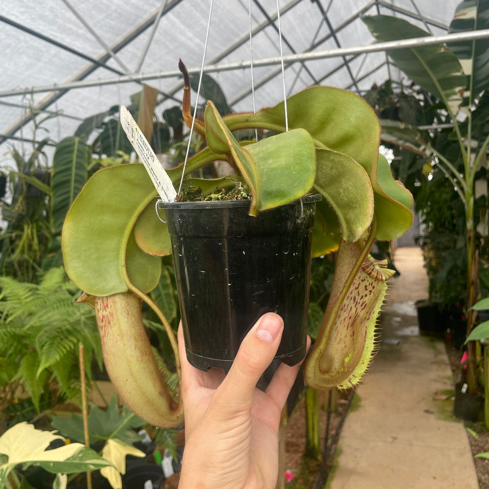 
                      
                        [A302] Nepenthes veitchii "Big Mama" x platychila "white", CAR-0031
                      
                    