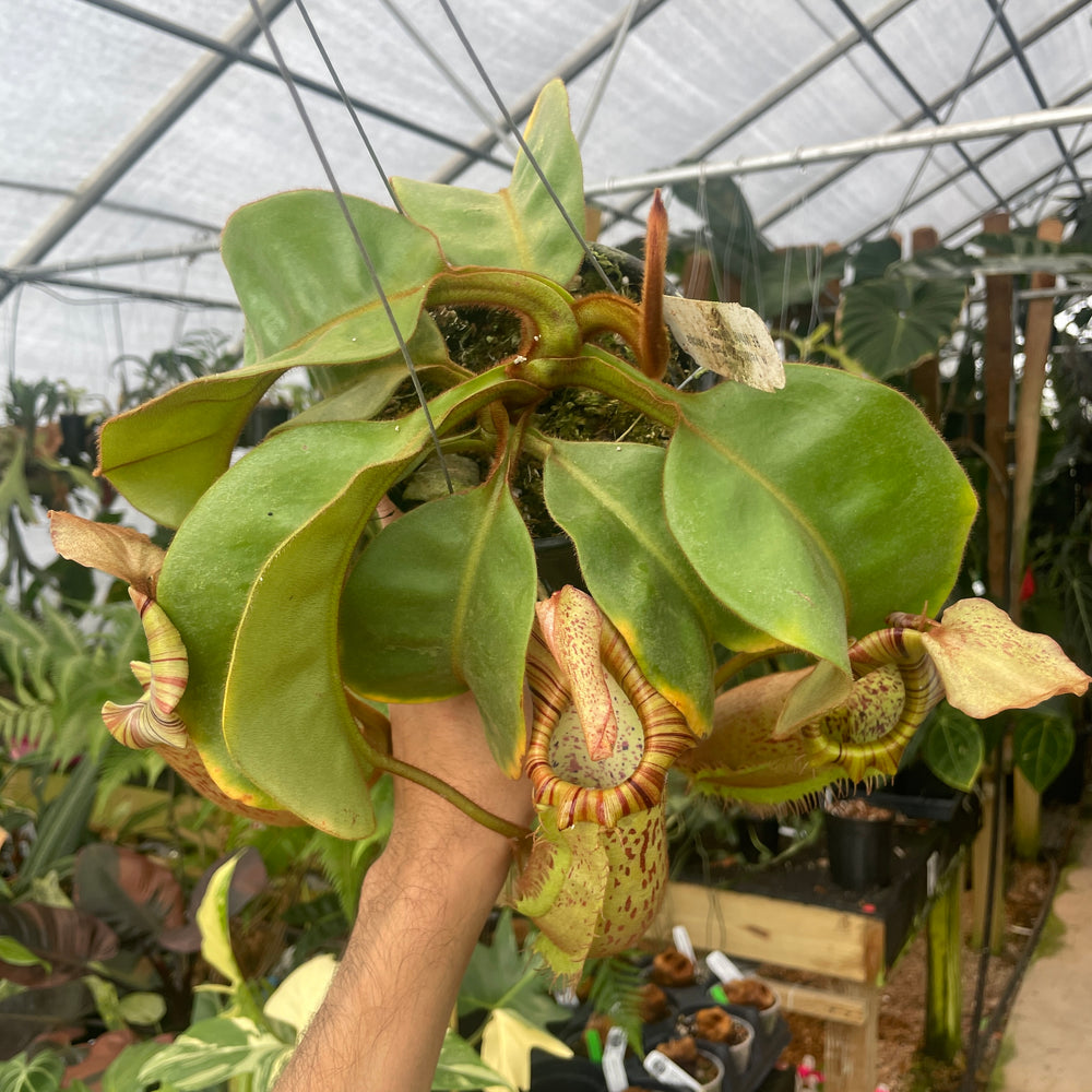 
                      
                        [A302] Nepenthes veitchii "Big Mama" x platychila "white", CAR-0031
                      
                    