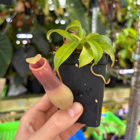 [A1085] Nepenthes ventricosa Porcelain / Alba, Clone: 01