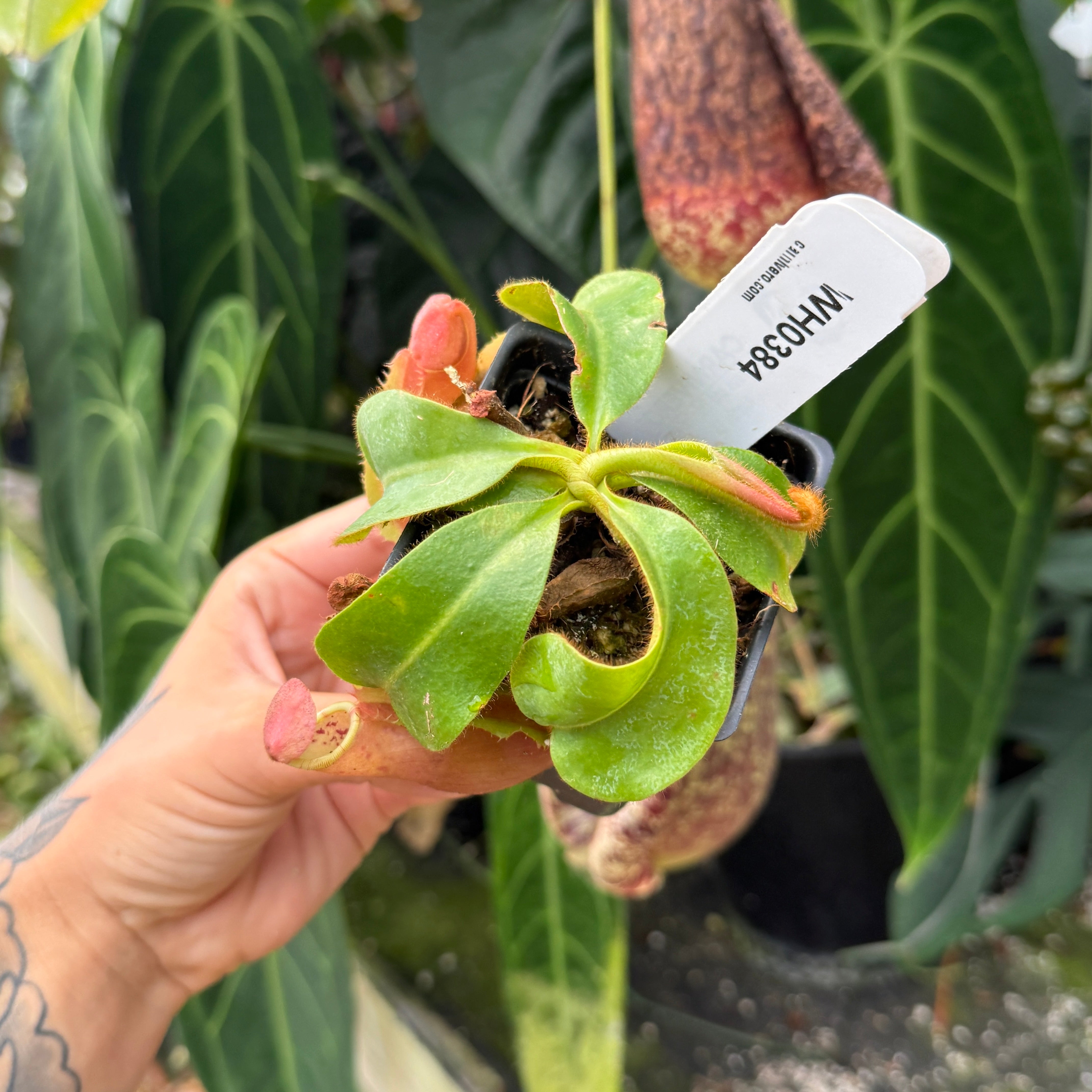 Nepenthes (Pitcher Plants) | Carnivero – Page 6