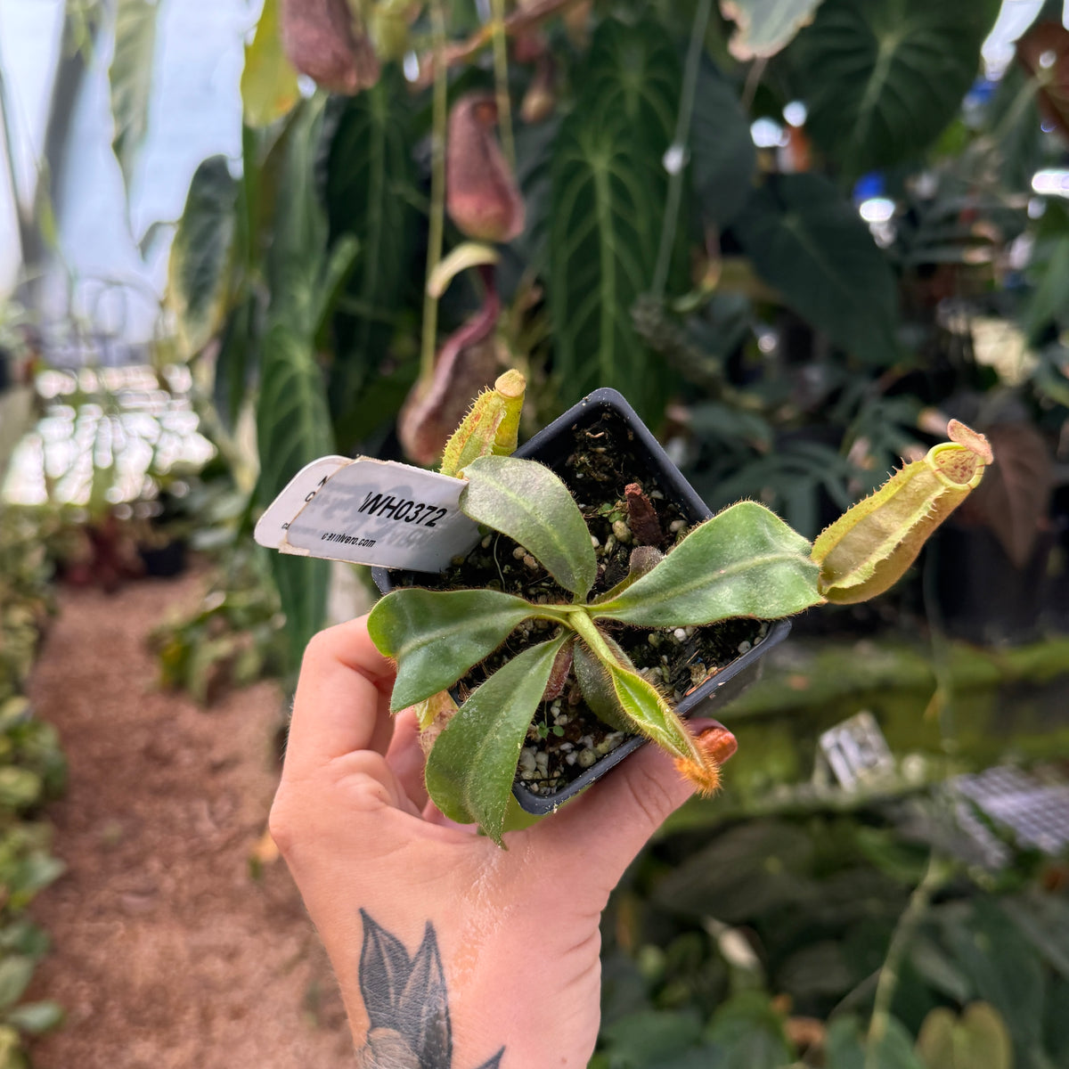 WH0372	Nepenthes vietchii ('Queen' x BE-3734), CAR-1018 (M)