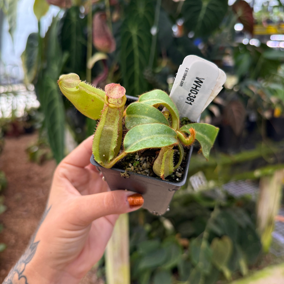 WH0381	Nepenthes vietchii ('Queen' x BE-3734), CAR-1018 (M)