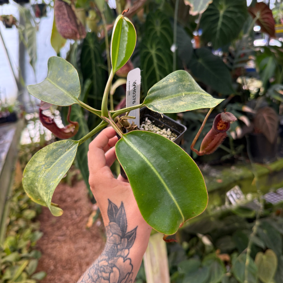 WH0376	Nepenthes burbidgiae x robcantleyi, BE-3577	(L)