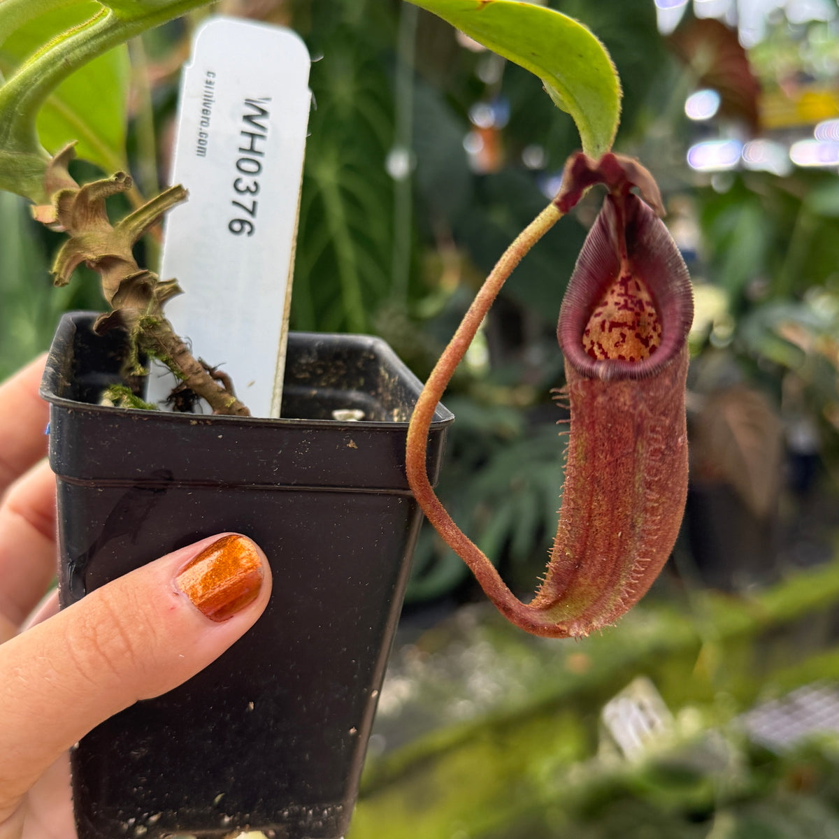 WH0376	Nepenthes burbidgiae x robcantleyi, BE-3577	(L)