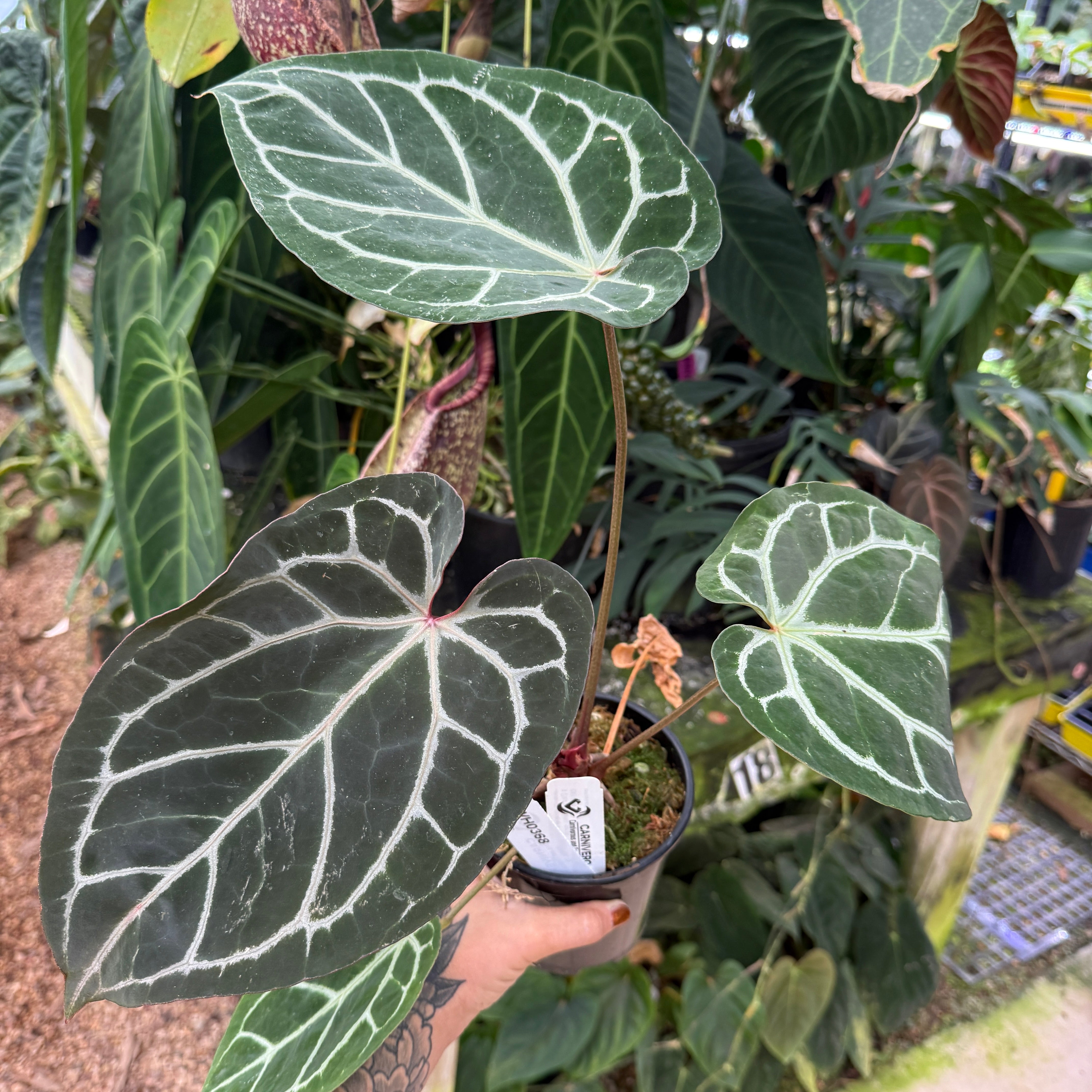WH0368 Anthurium (dorayaki x Dreamweaver) x (Zara x MIchelle