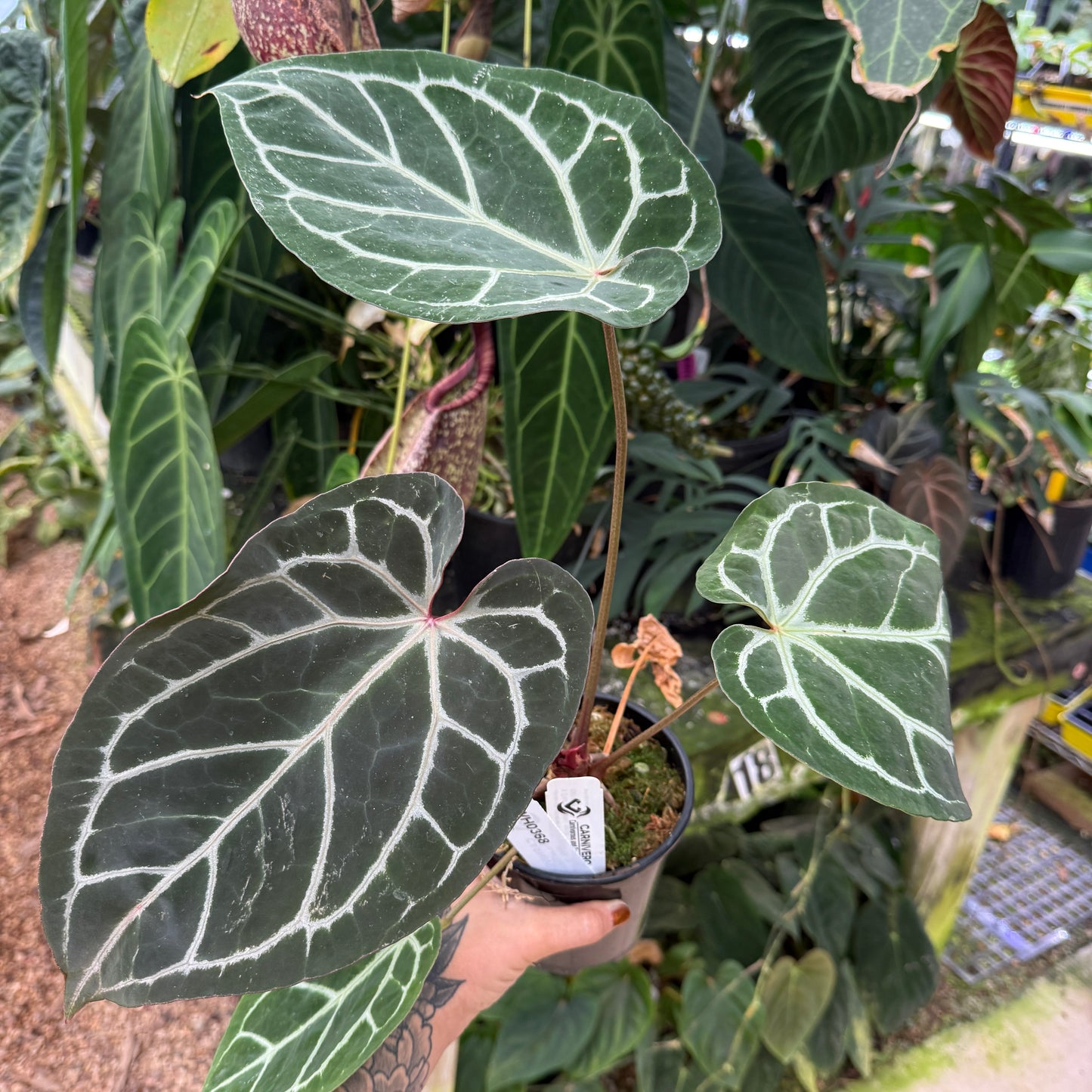WH0368 Anthurium (dorayaki x Dreamweaver) x (Zara x MIchelle) -purple, CAR-0470  (L) (Q)