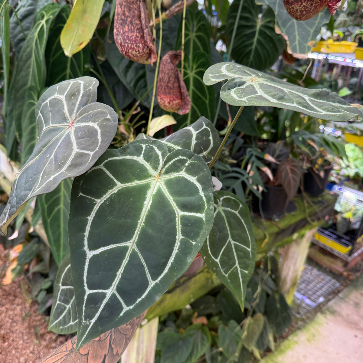 WH0358  Anthurium Wonderboy (a x Pink) x Red crystal  (L) (Q)