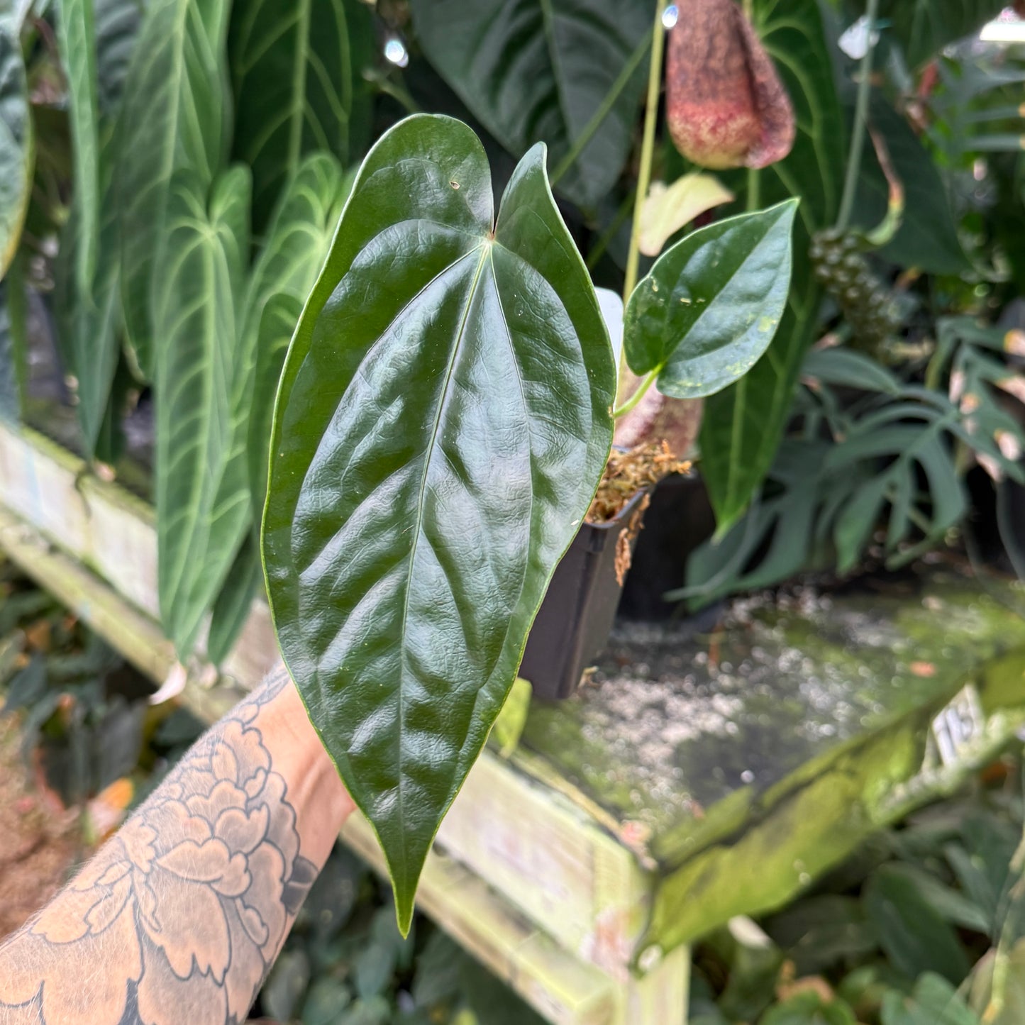 WH0371	Anthurium luxurians x 'Gigi' CAR-0606 (M)