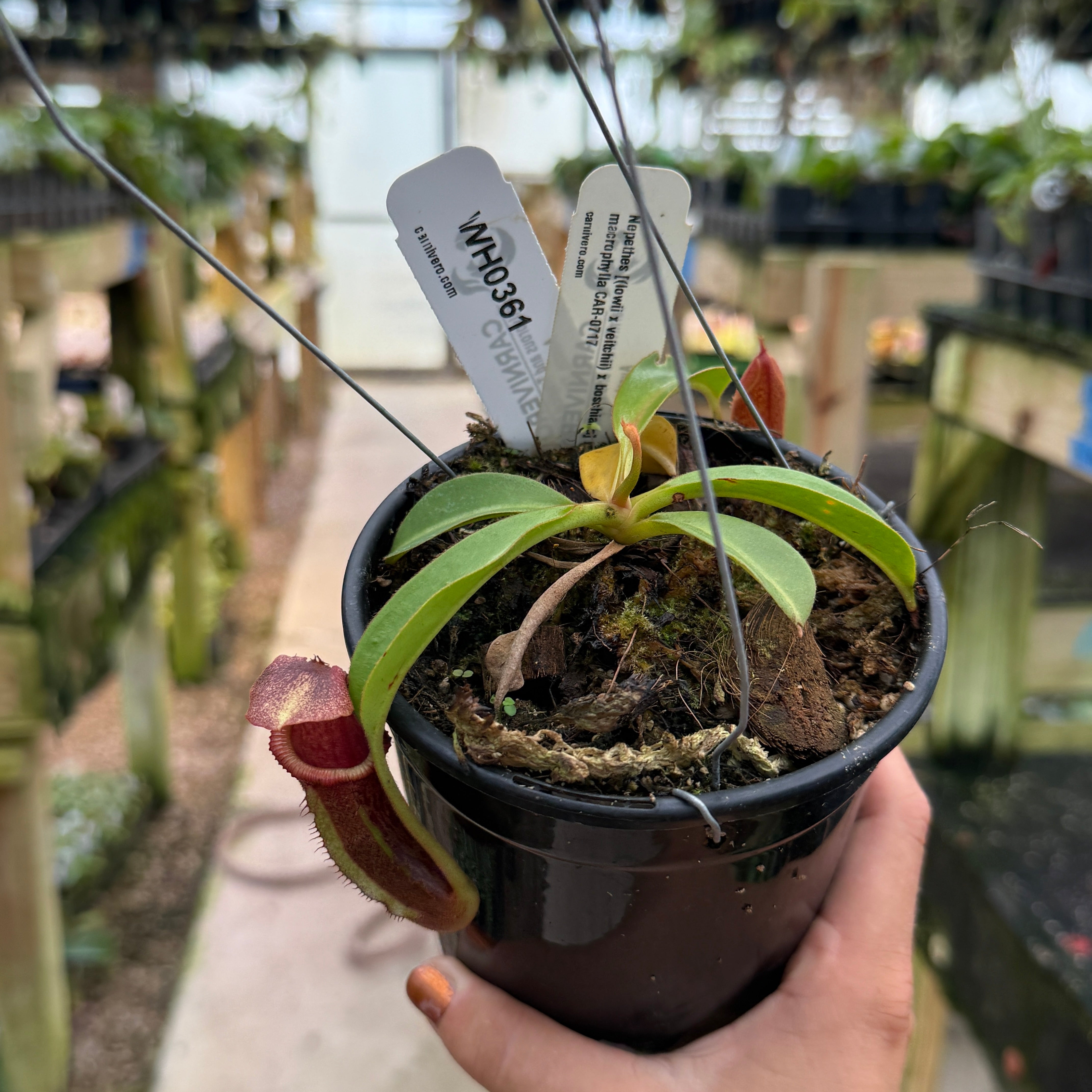 Nepenthes (Pitcher Plants) | Carnivero – Page 6