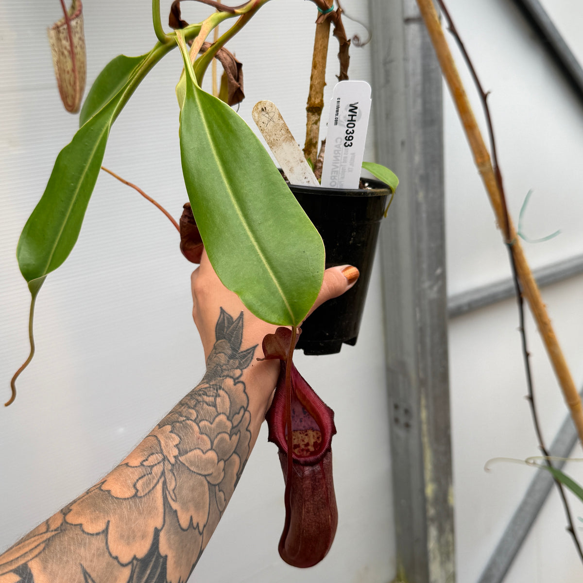 WH0393	Nepenthes burkei x robcantleyi, BE-3752	(XL) (Q)