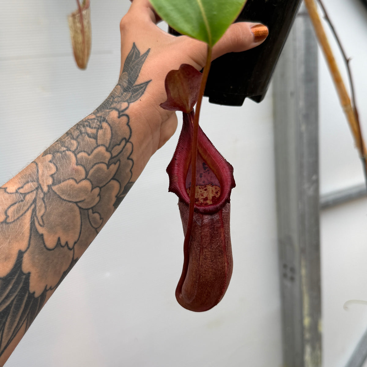 WH0393	Nepenthes burkei x robcantleyi, BE-3752	(XL) (Q)